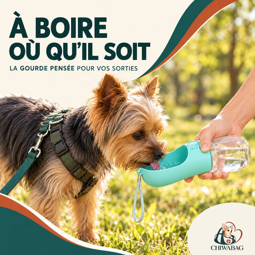 Gourde portable CHIWABAG 300 ml utilisée par un petit Yorkshire en promenade