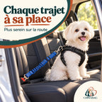 Petit chien attaché avec la ceinture de sécurité CHIWABAG en voiture