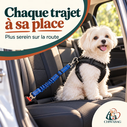 Petit chien attaché avec la ceinture de sécurité CHIWABAG en voiture